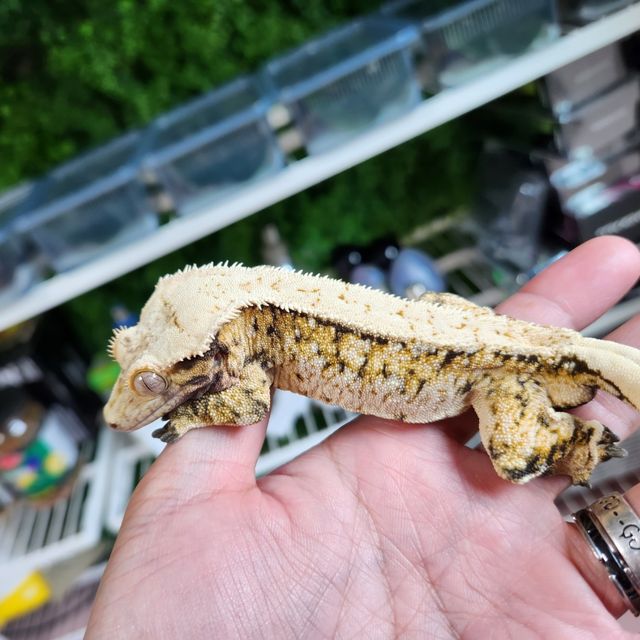 Lazy Tri Extreme Harlequin