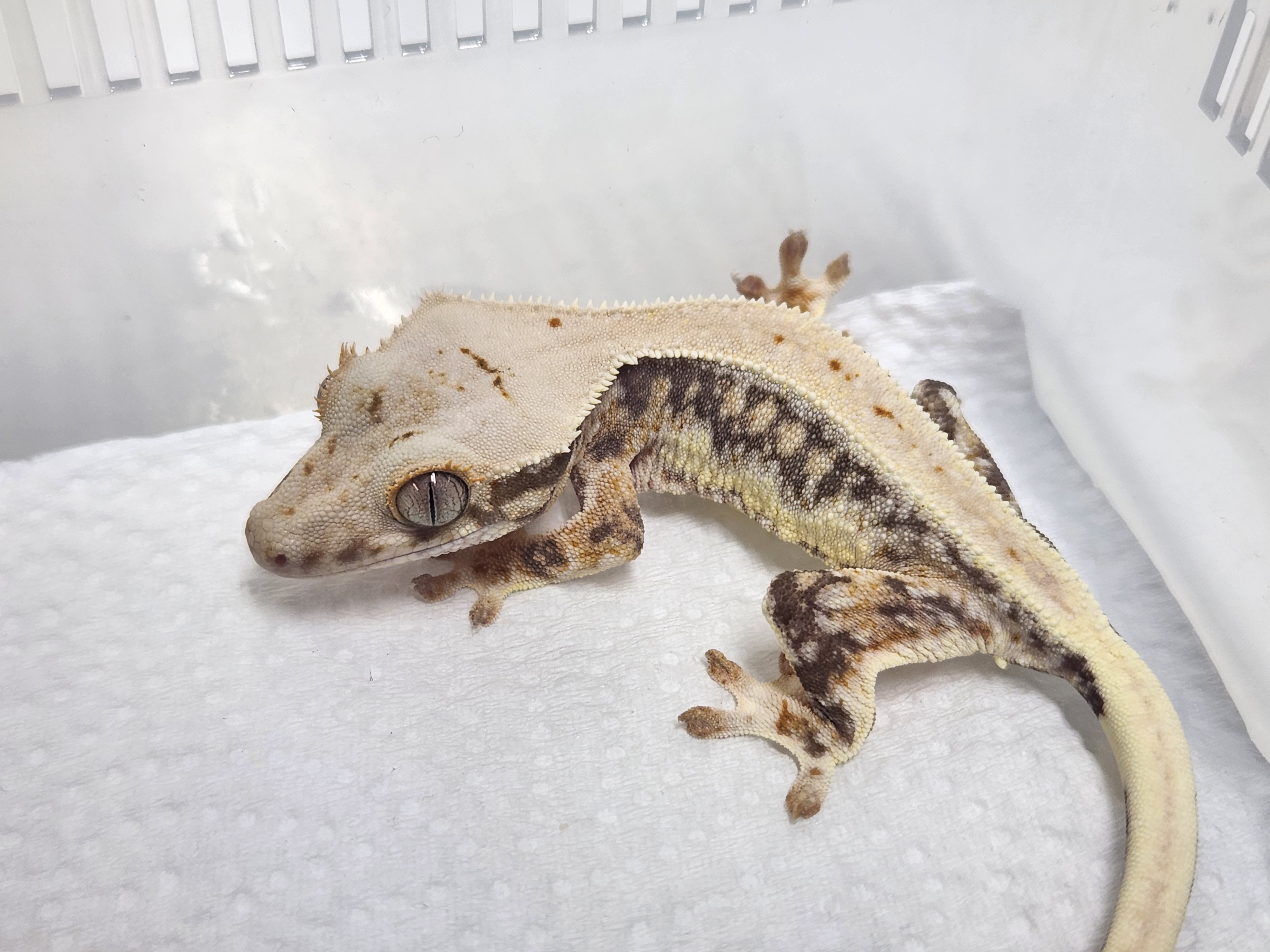 Lilly 100% Het Axanthic