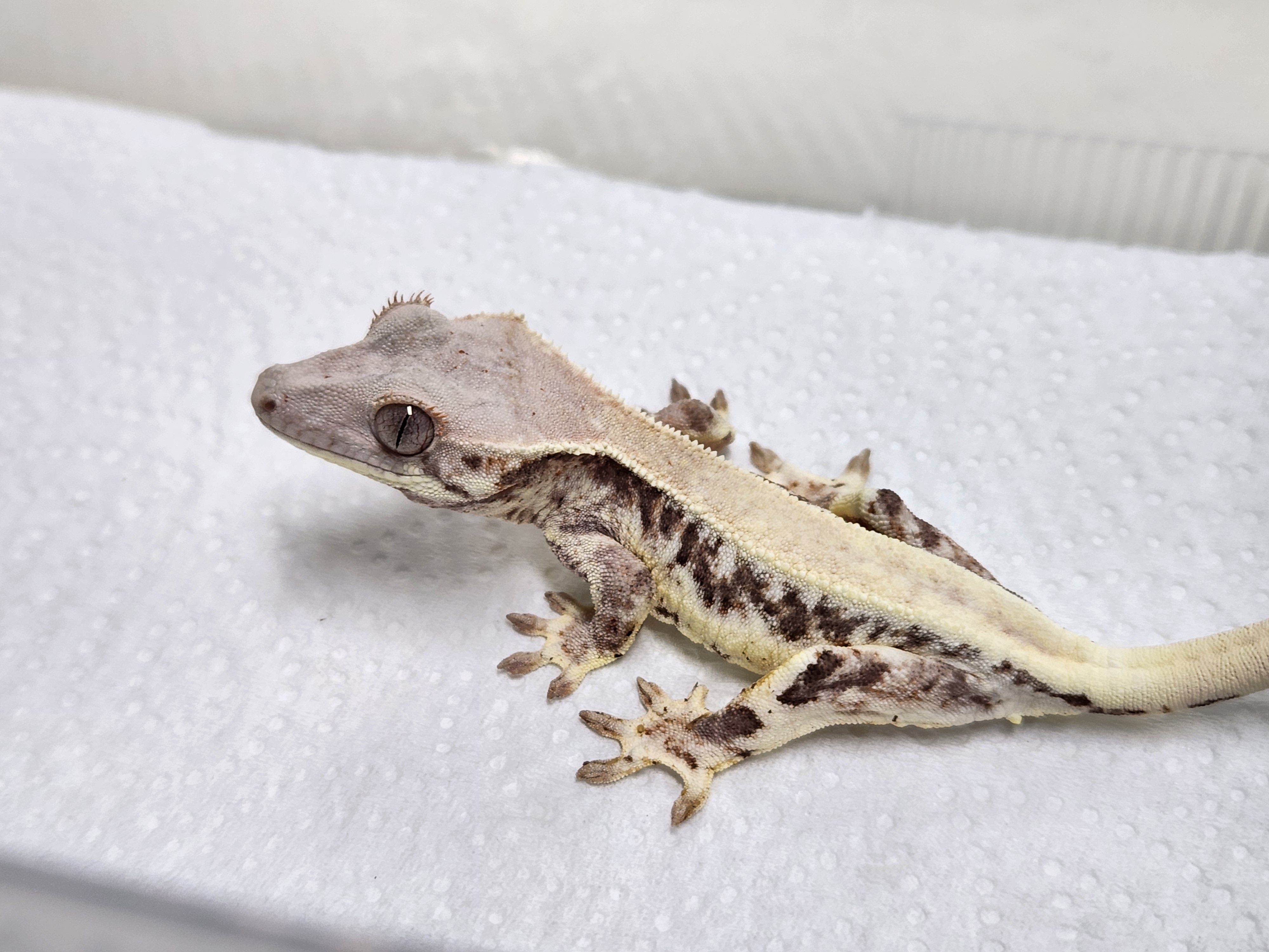 Lilly White 100% Het Axanthic