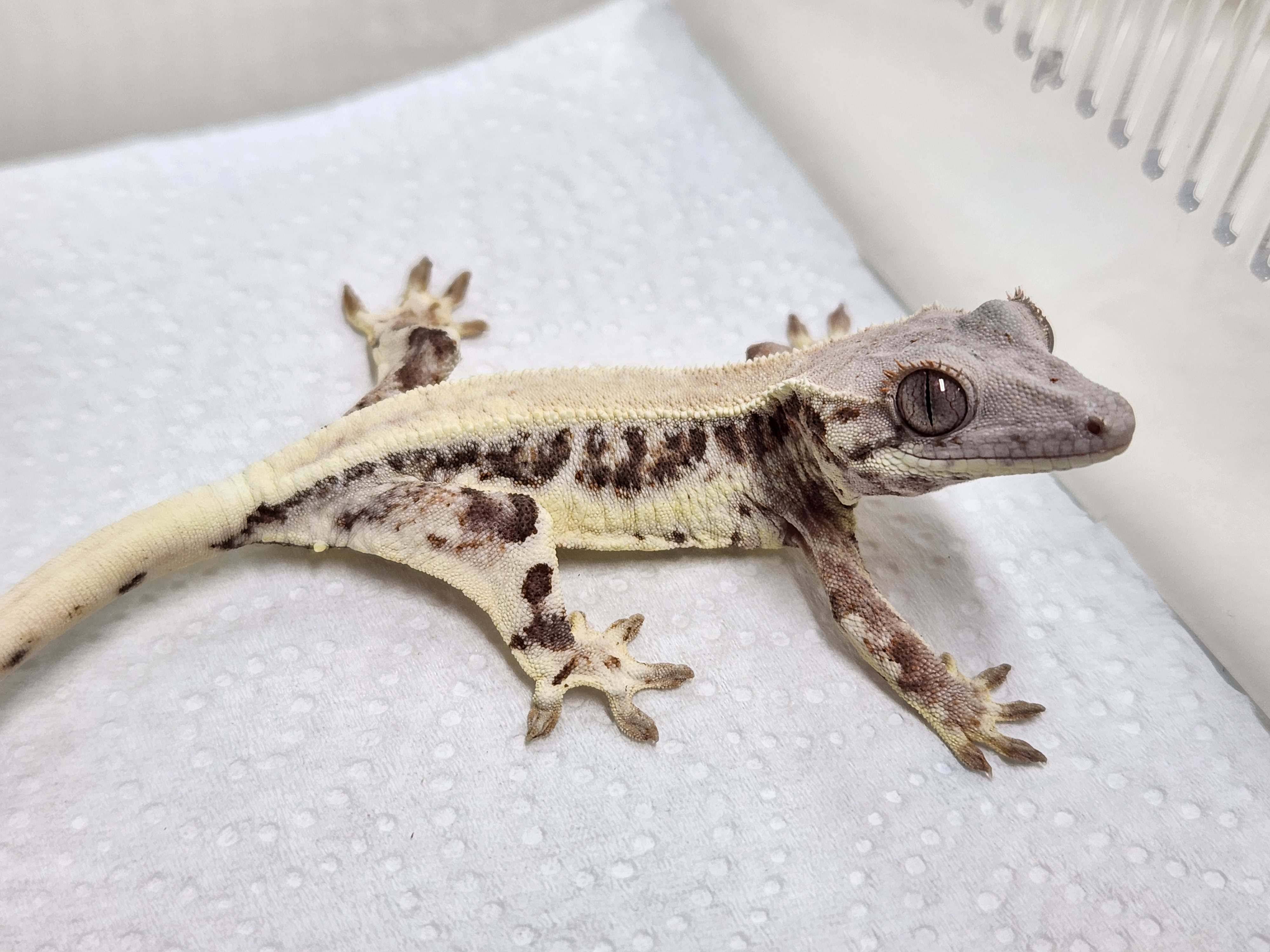 Lilly White 100% Het Axanthic