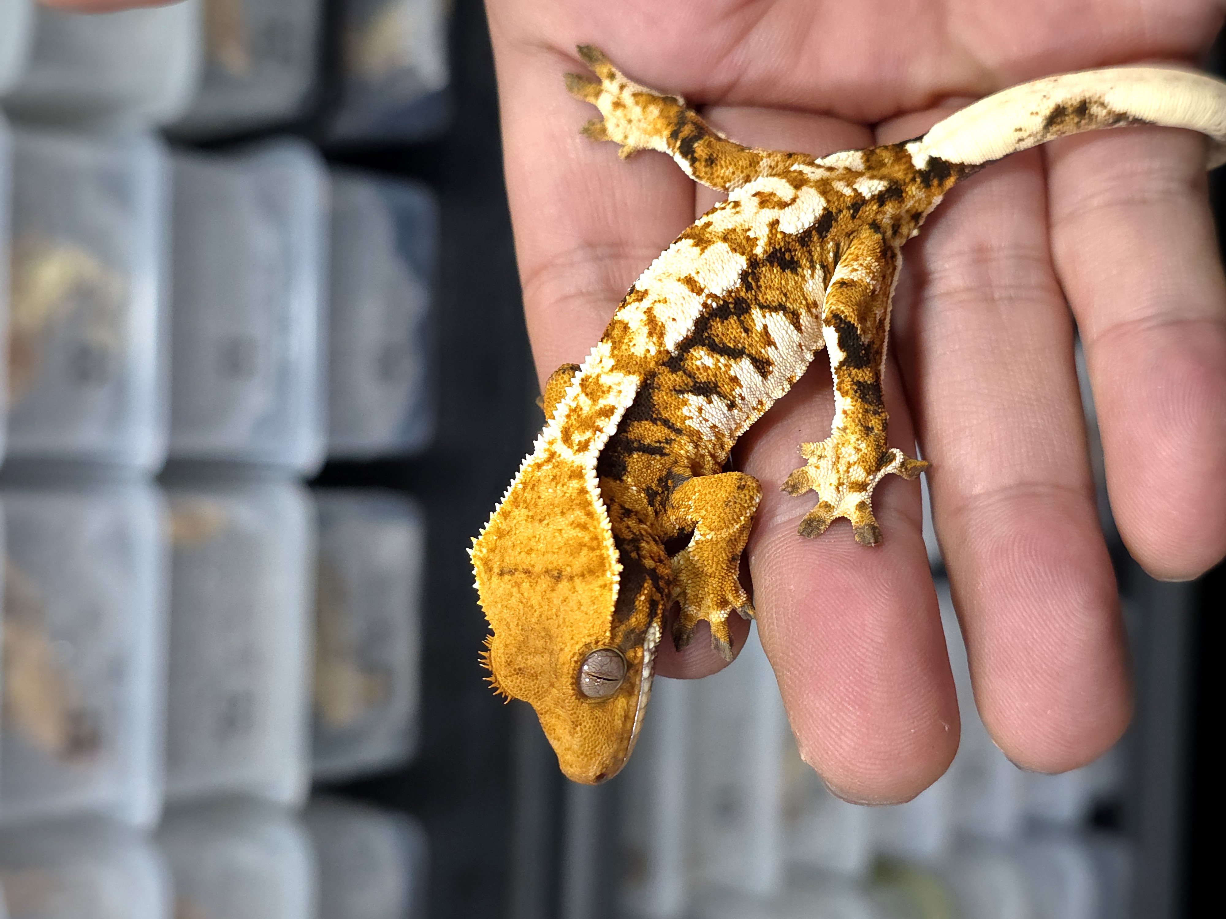 Normal Tri Tangerine