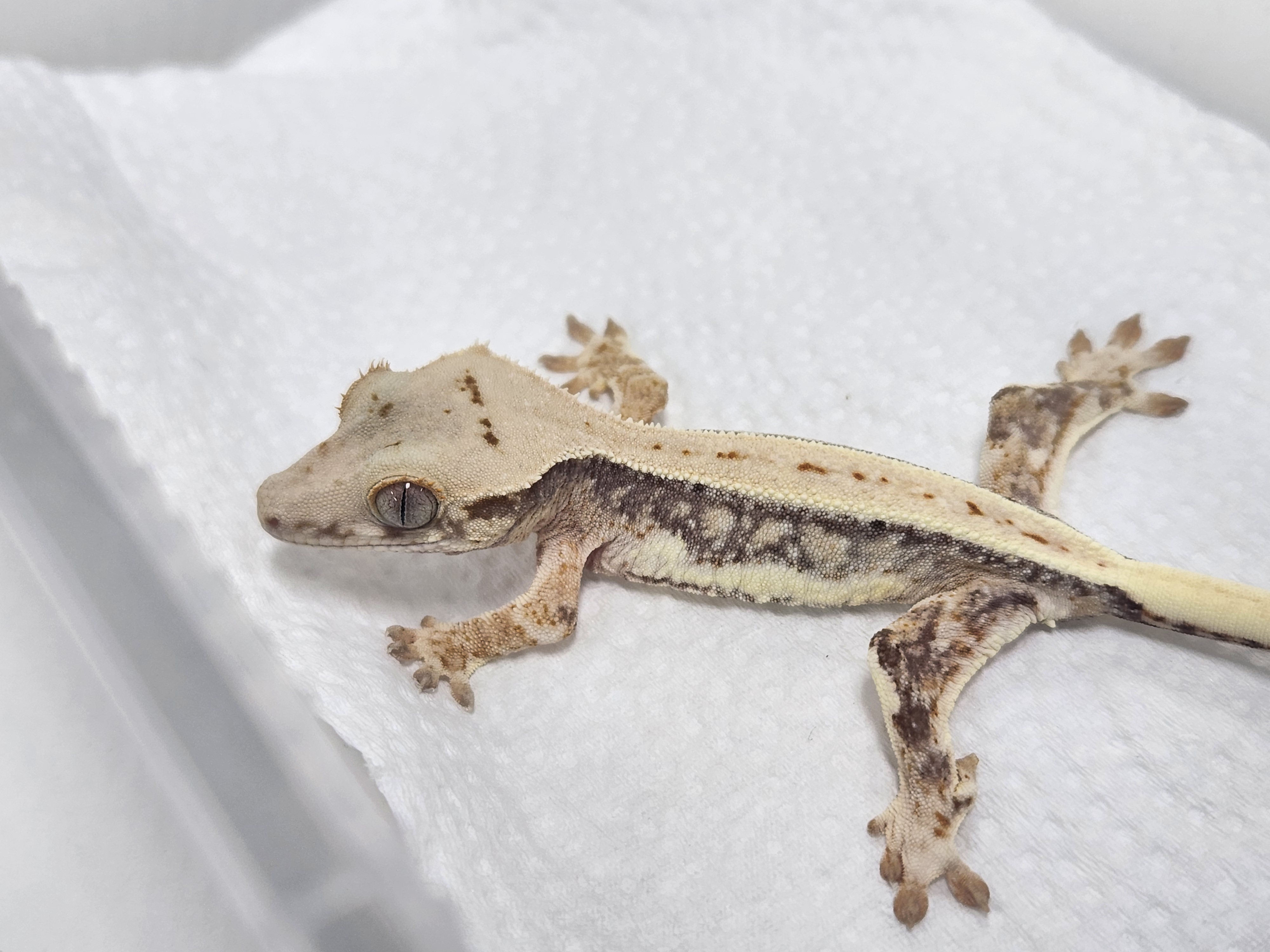 Lilly 100% Het Axanthic