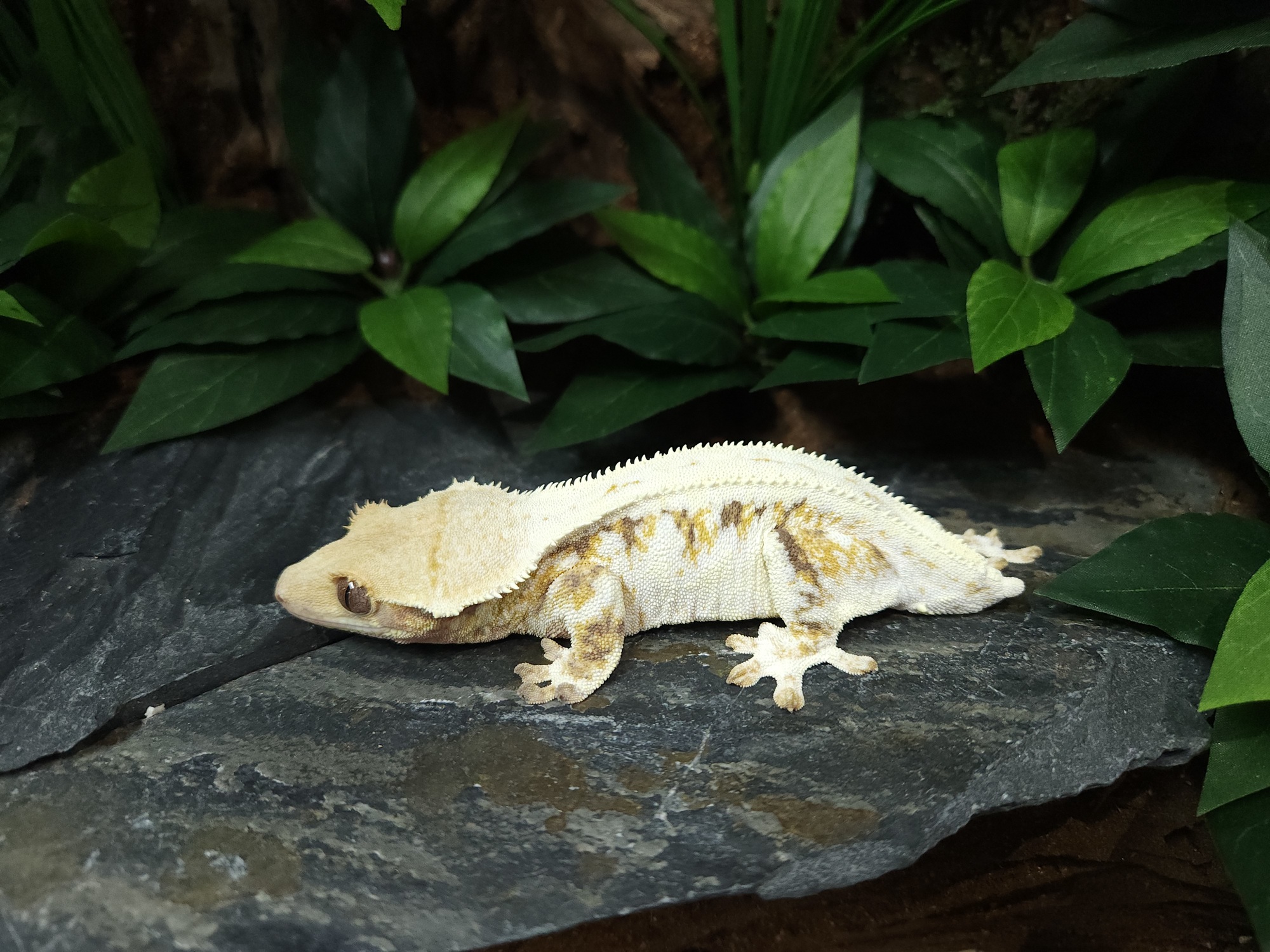 Lazy Panda Lilly White