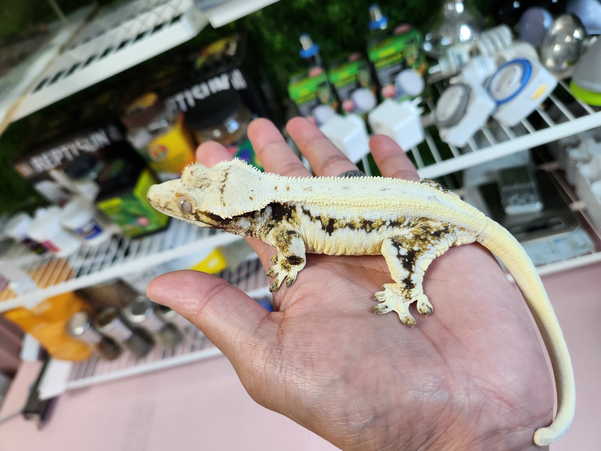 Lazy Panda Lilly White