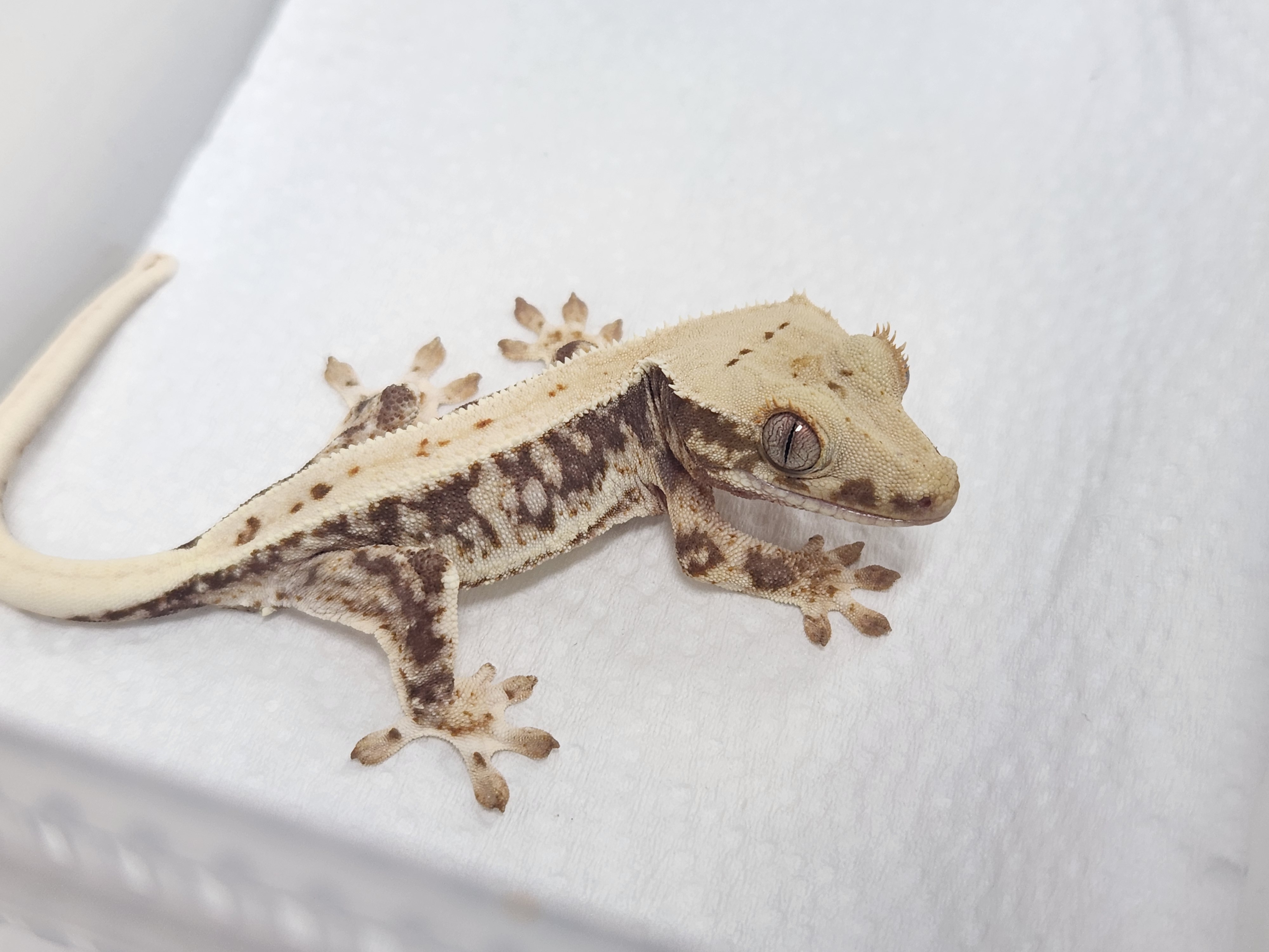 Lilly 100% Het Axanthic