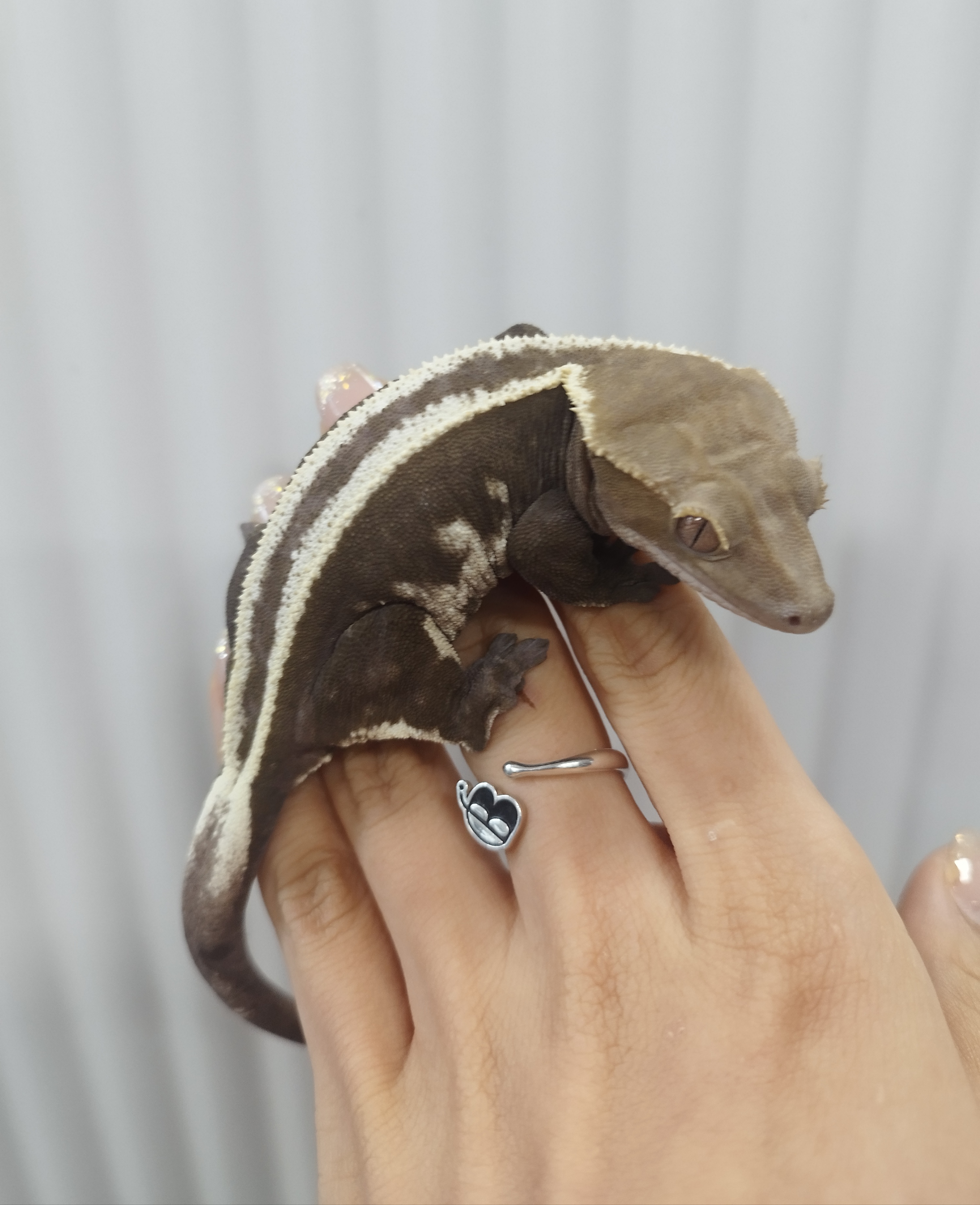 Axanthic Super Stripe Empty Back