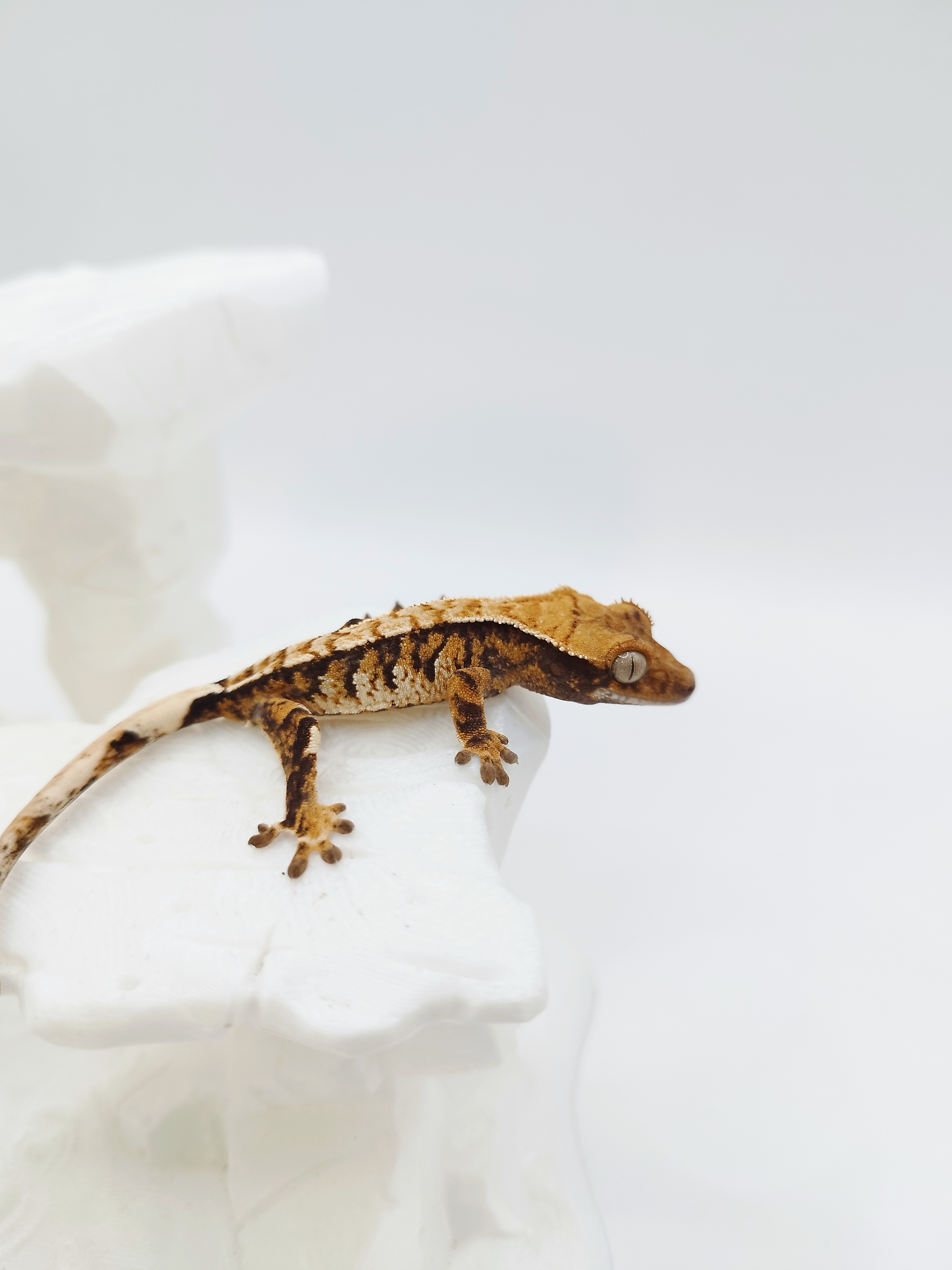 Extreme Harlequin Tri Tangerine