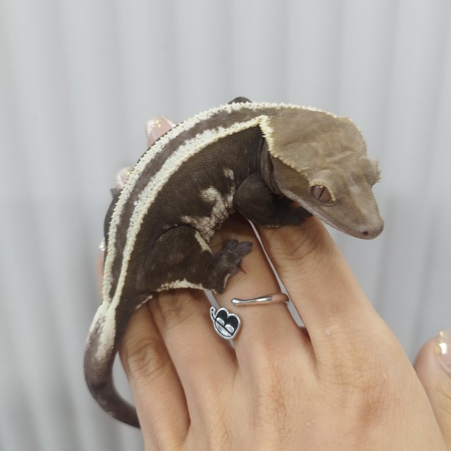 Axanthic Super Stripe Empty Back