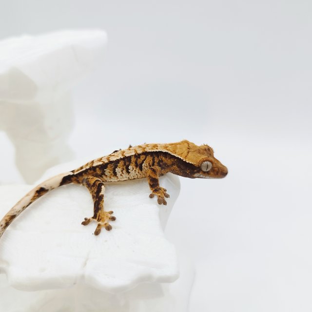 Extreme Harlequin Tri Tangerine