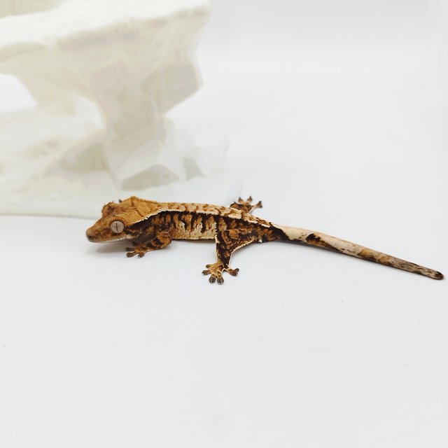 Extreme Harlequin Tri Tangerine