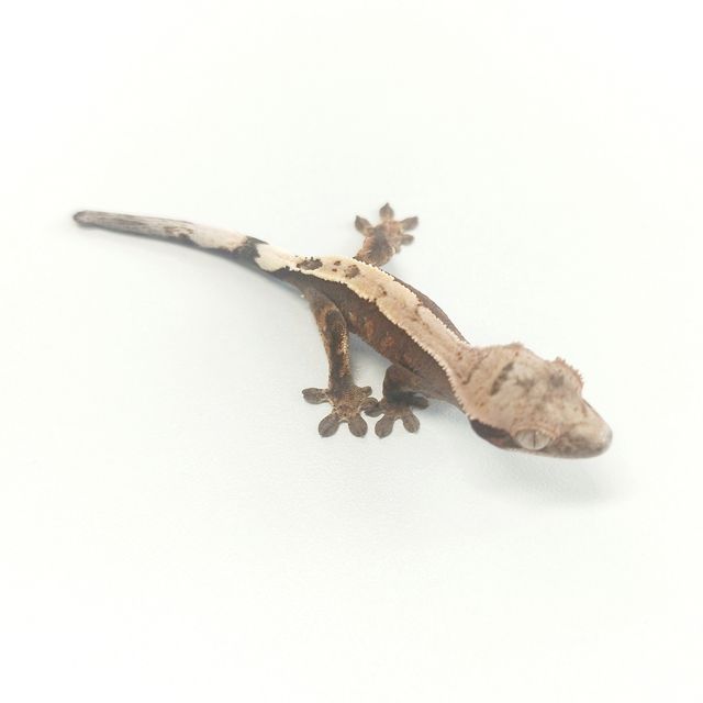 Sable 100% Het Axanthic