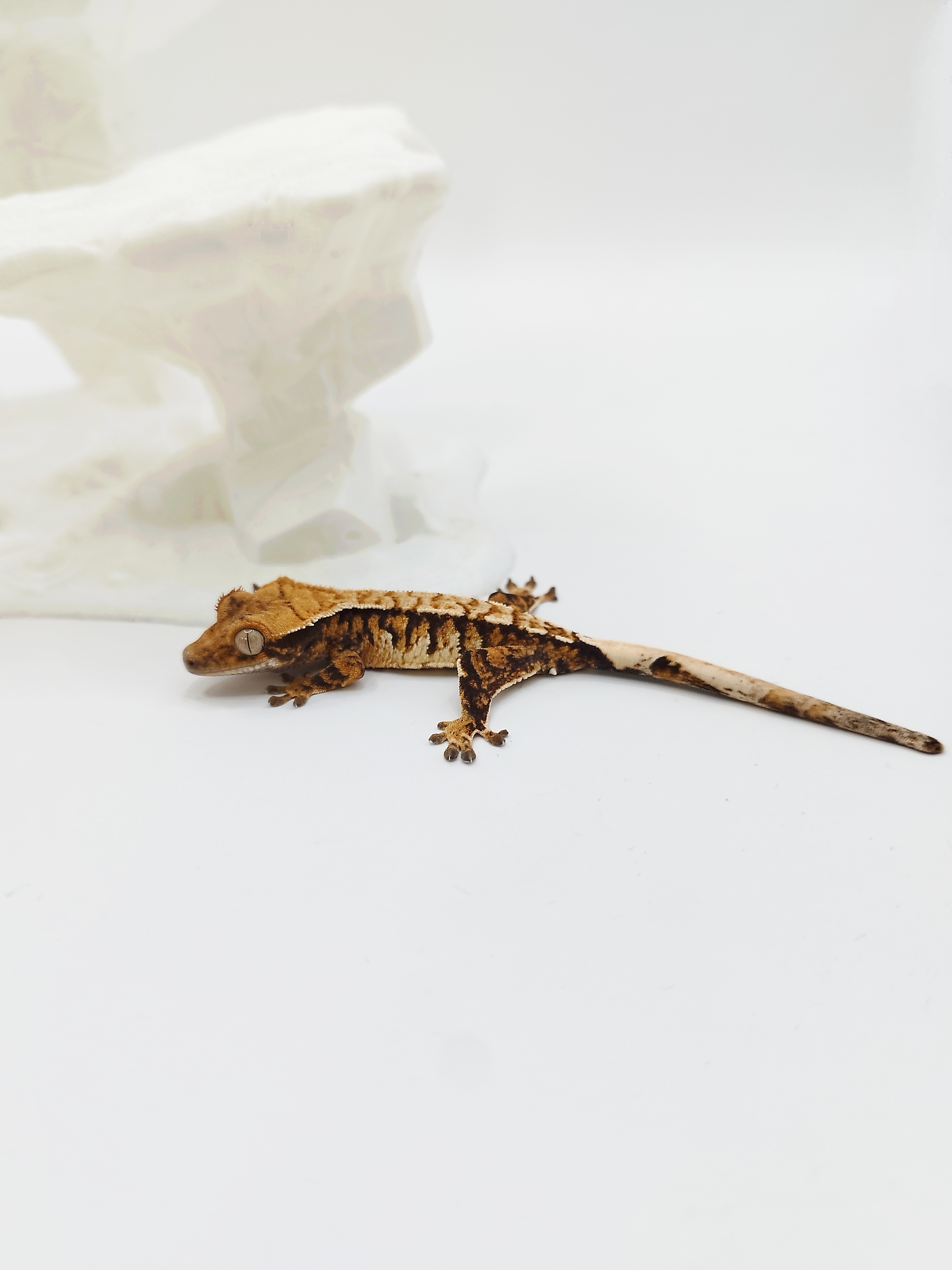 Extreme Harlequin Tri Tangerine