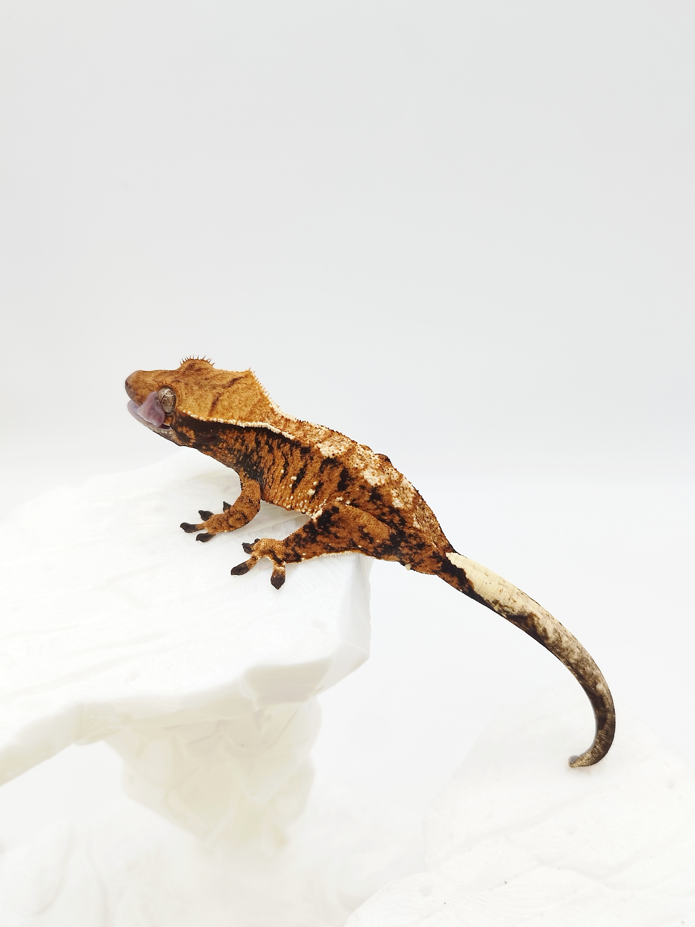 Extreme Harlequin Tri Tangerine