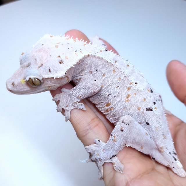 Dalmatian Super Dalmatian