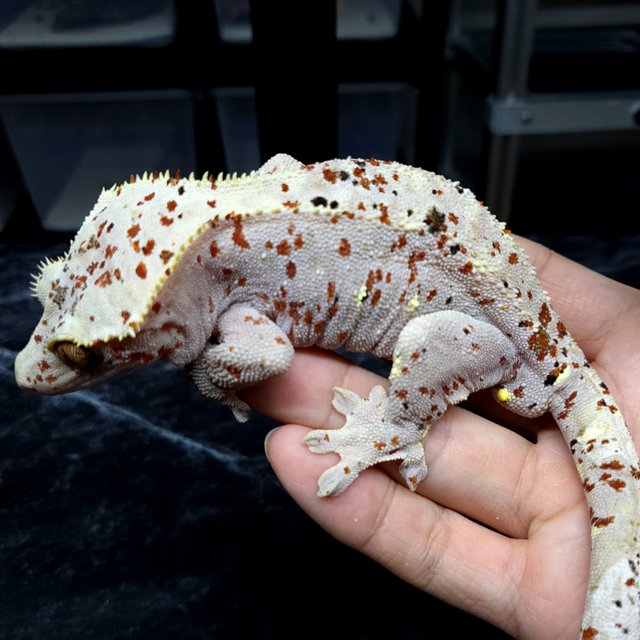 Dalmatian Super Dalmatian