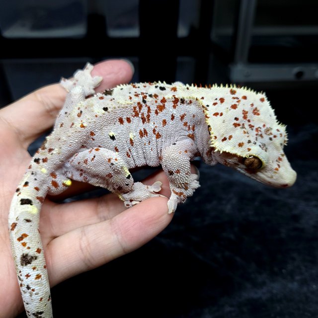 Dalmatian Super Dalmatian