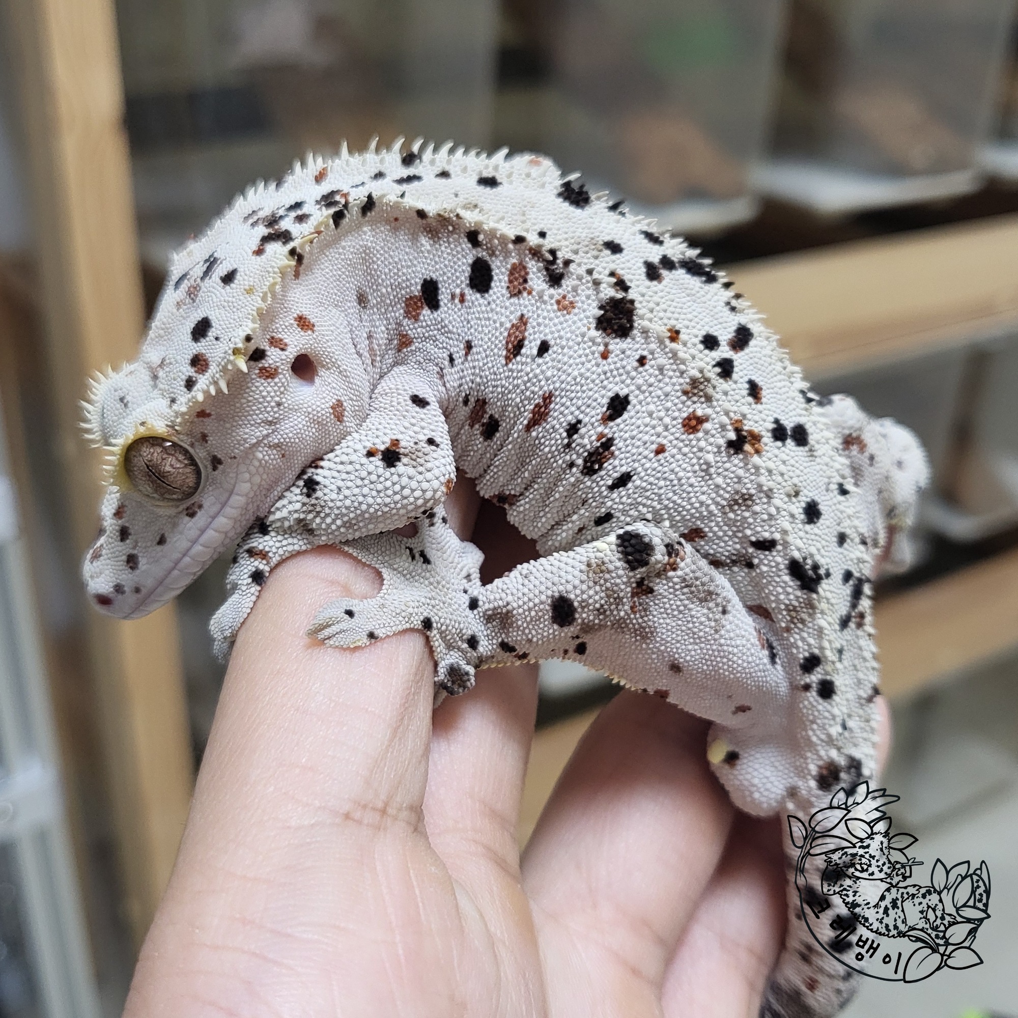 Dalmatian Super Dalmatian