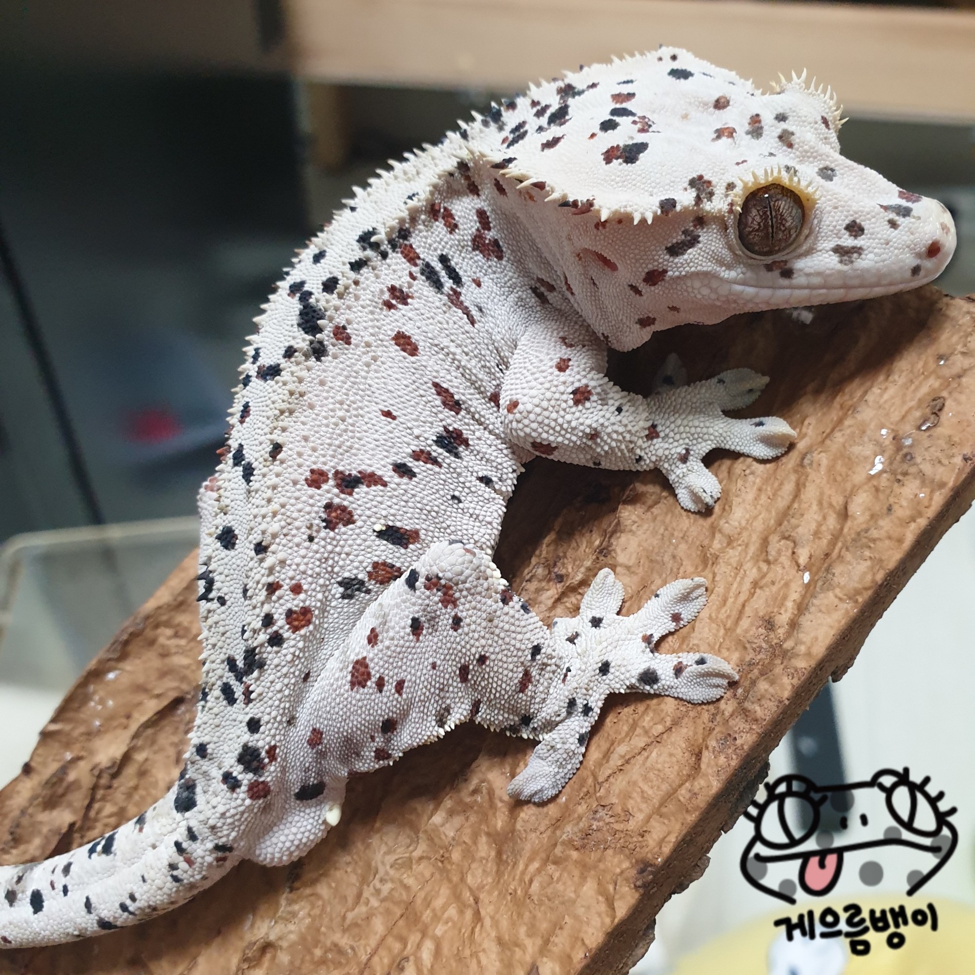 Dalmatian Super Dalmatian