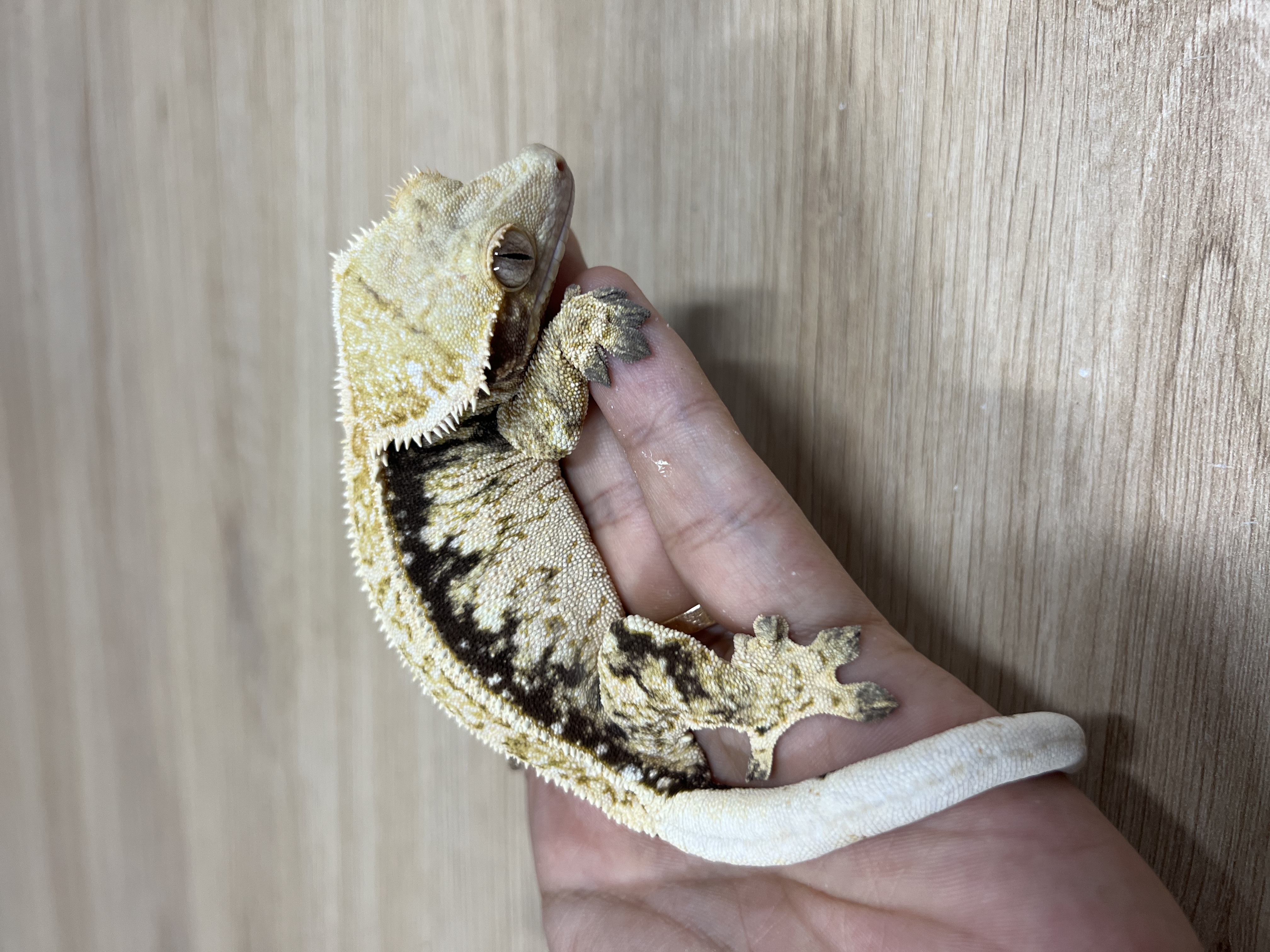 Quad Full Pinstripe Pinstripe Normal