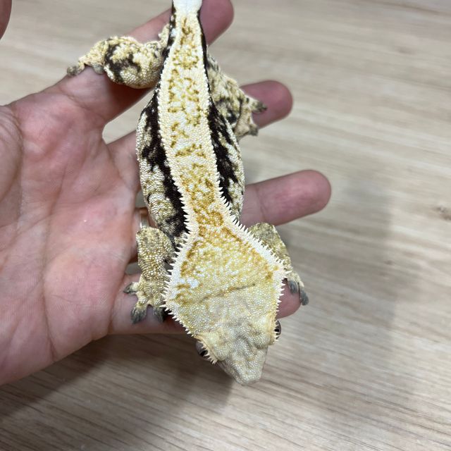 Quad Full Pinstripe Pinstripe Normal