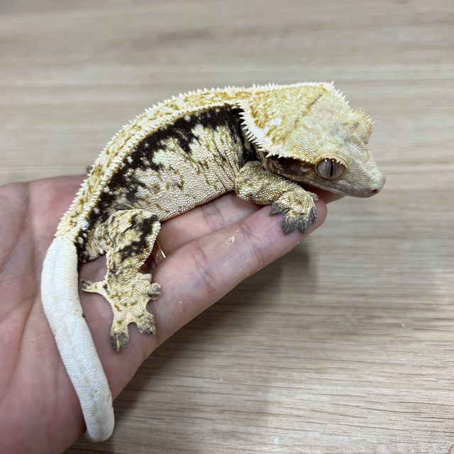 Quad Full Pinstripe Pinstripe Normal