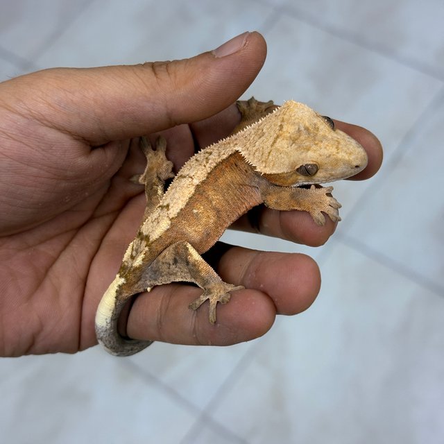 크레스티드 게코 세이블(Sable) 모프 완전 가이드