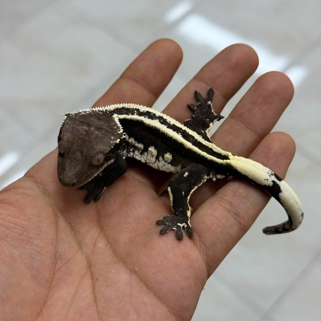 Axanthic