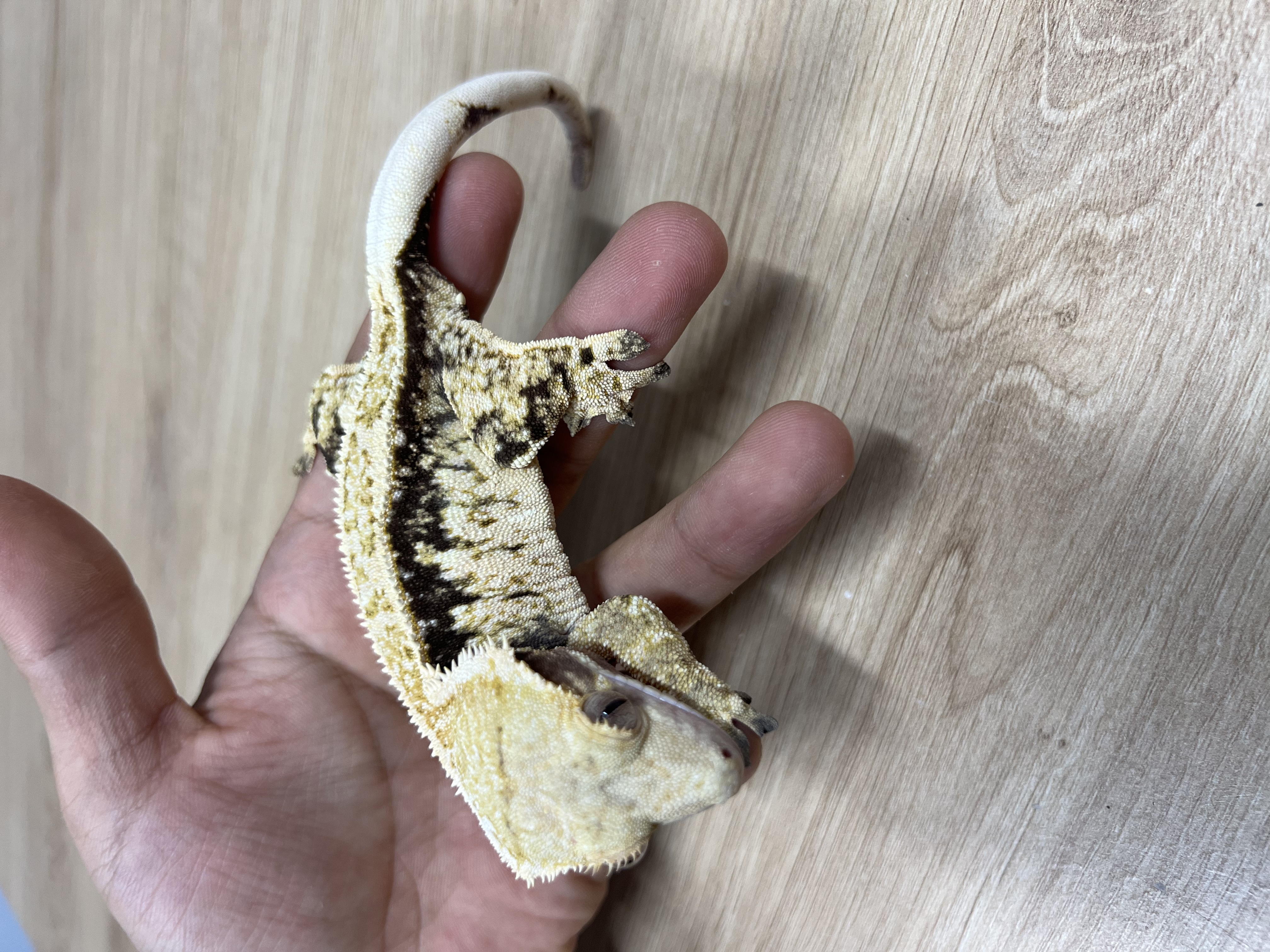 Quad Full Pinstripe Pinstripe Normal