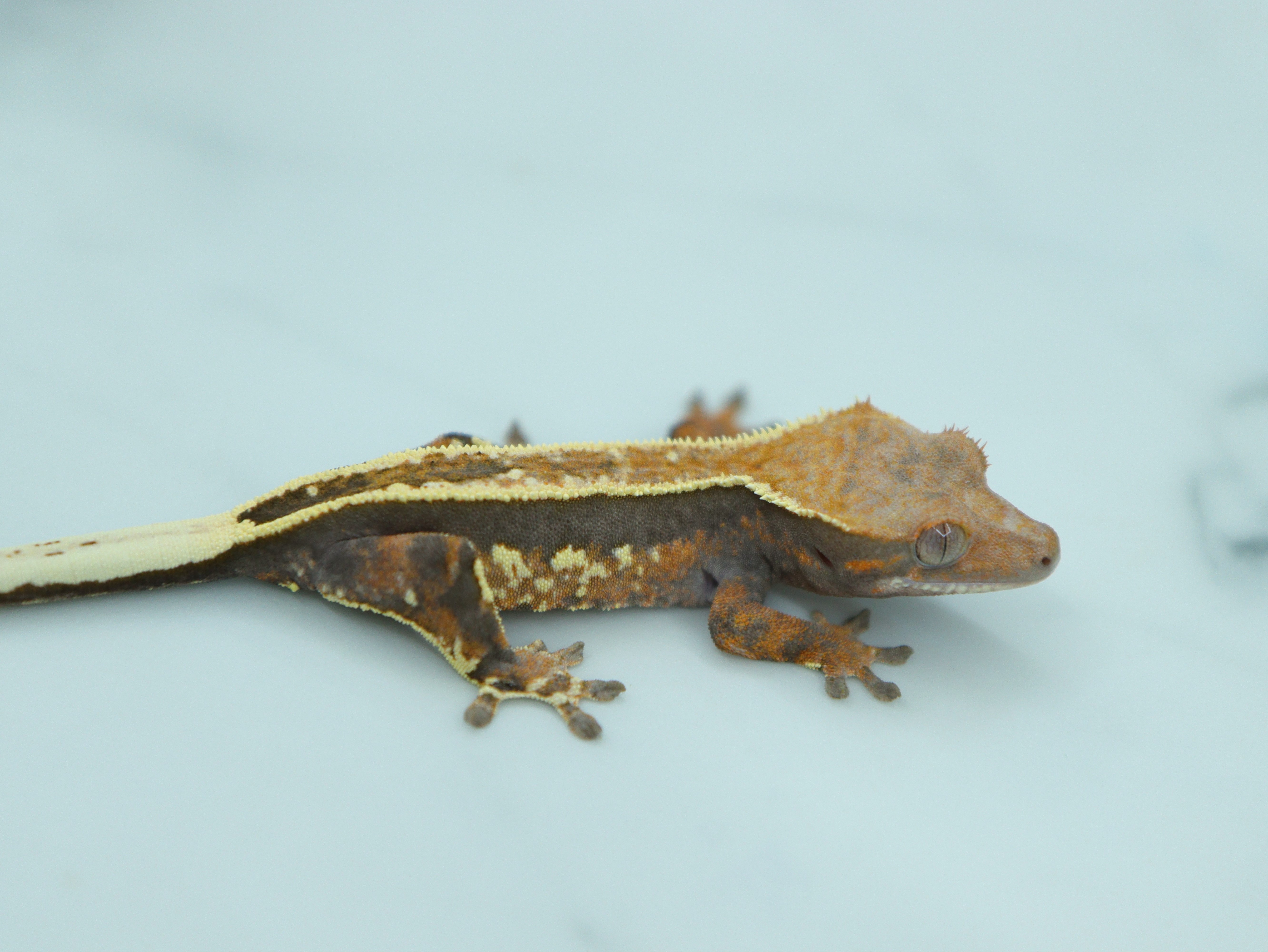 Cappuccino Full Pinstripe