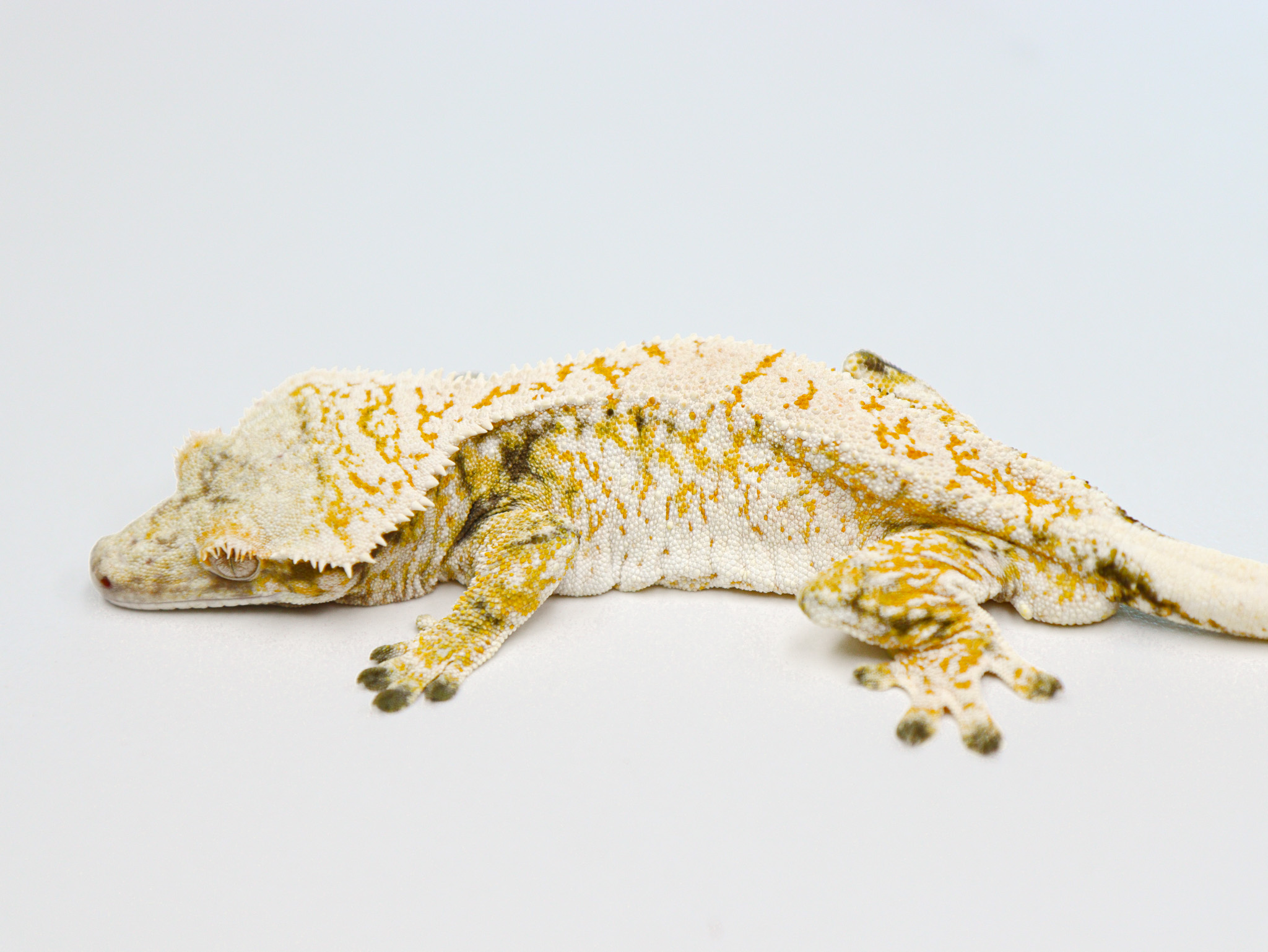 Drippy Extreme Harlequin Normal White Spot