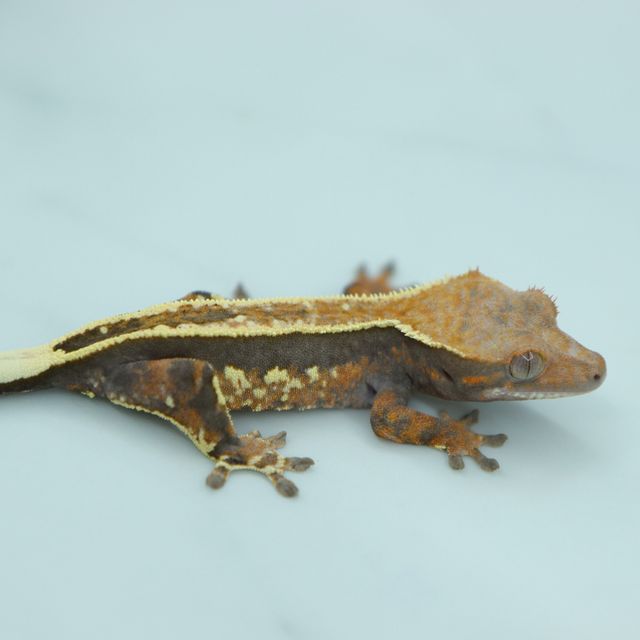 Cappuccino Full Pinstripe