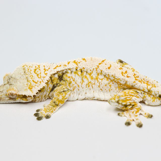 Drippy Extreme Harlequin Normal White Spot