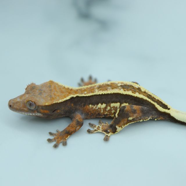 Cappuccino Full Pinstripe