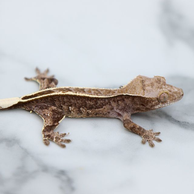 Cappuccino Onyx Full Pinstripe