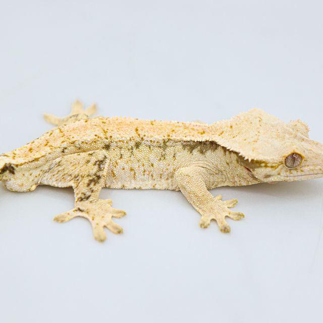 Drippy White Spot Tri Normal