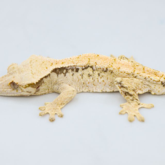 Drippy White Spot Tri Normal