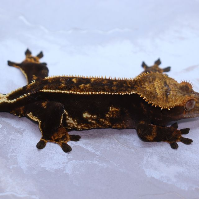 Onyx Normal Quad Dark