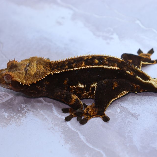 Onyx Normal Quad Dark