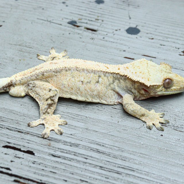 Tri White Drippy White Spot Normal