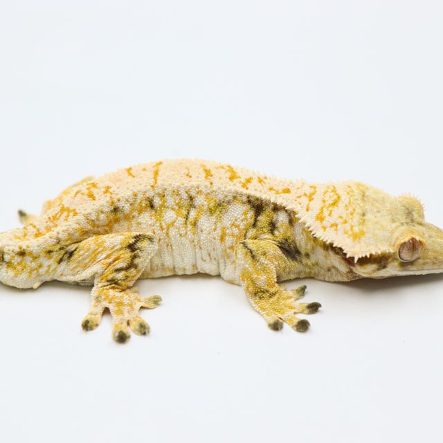 Drippy Extreme Harlequin Normal White Spot