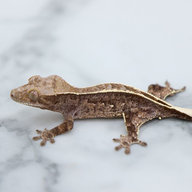 Cappuccino Onyx Full Pinstripe