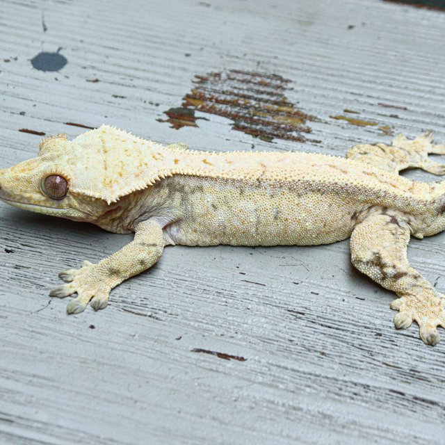 Tri White Drippy White Spot Normal