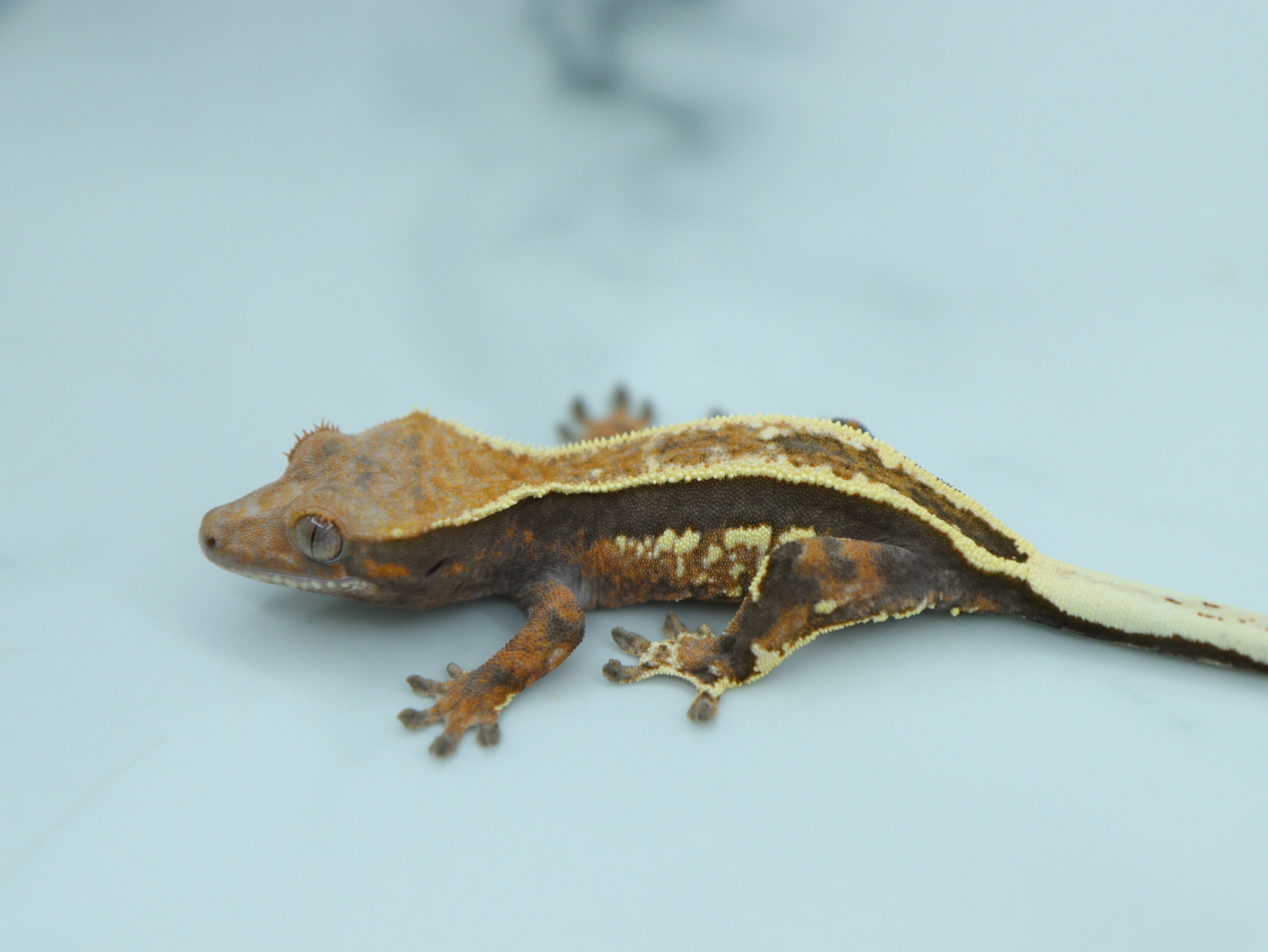 Cappuccino Full Pinstripe