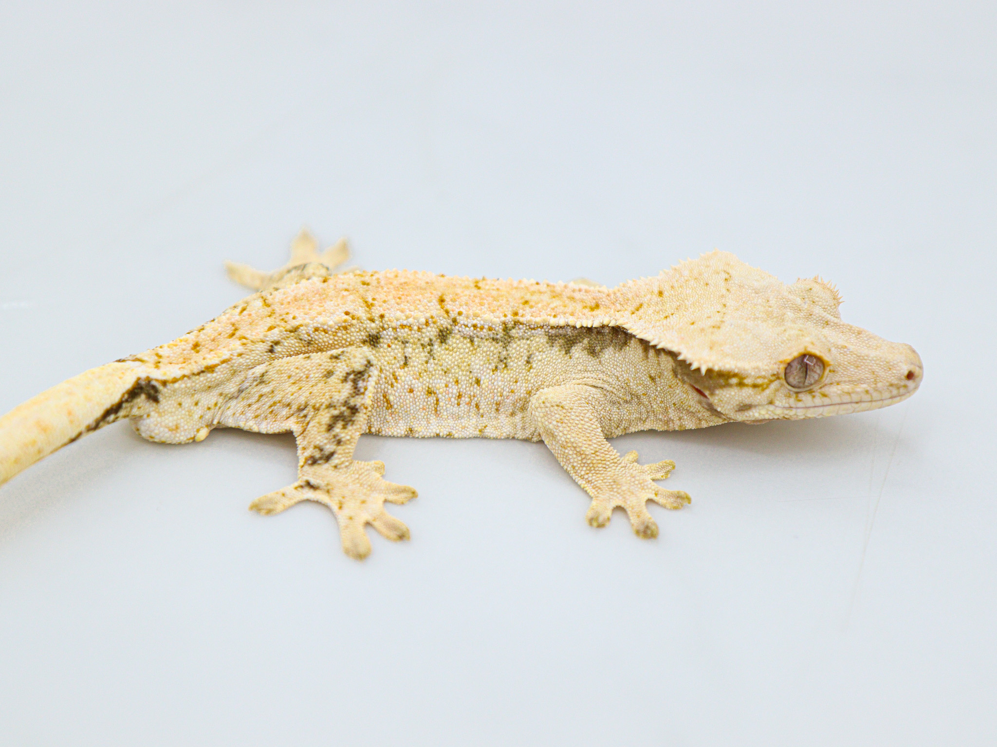 Drippy White Spot Tri Normal