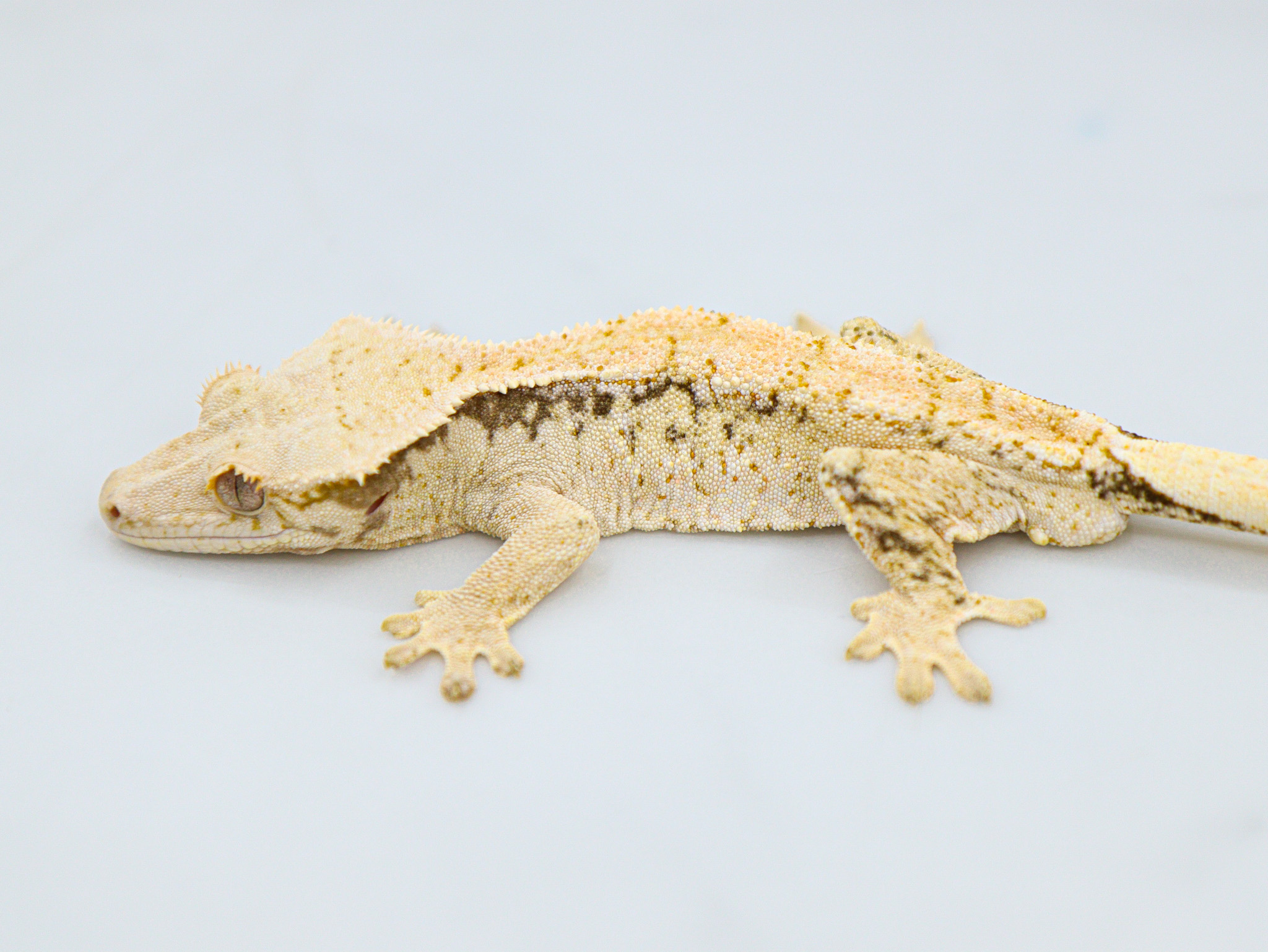 Drippy White Spot Tri Normal