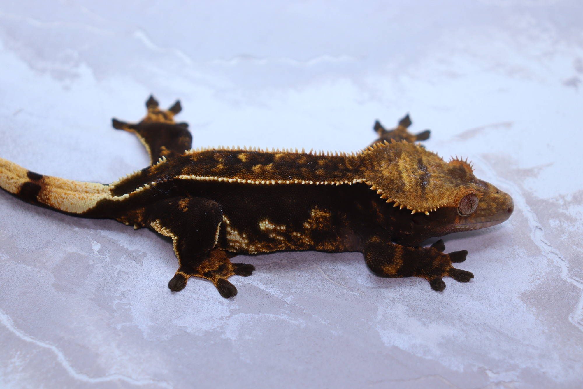 Onyx Normal Quad Dark