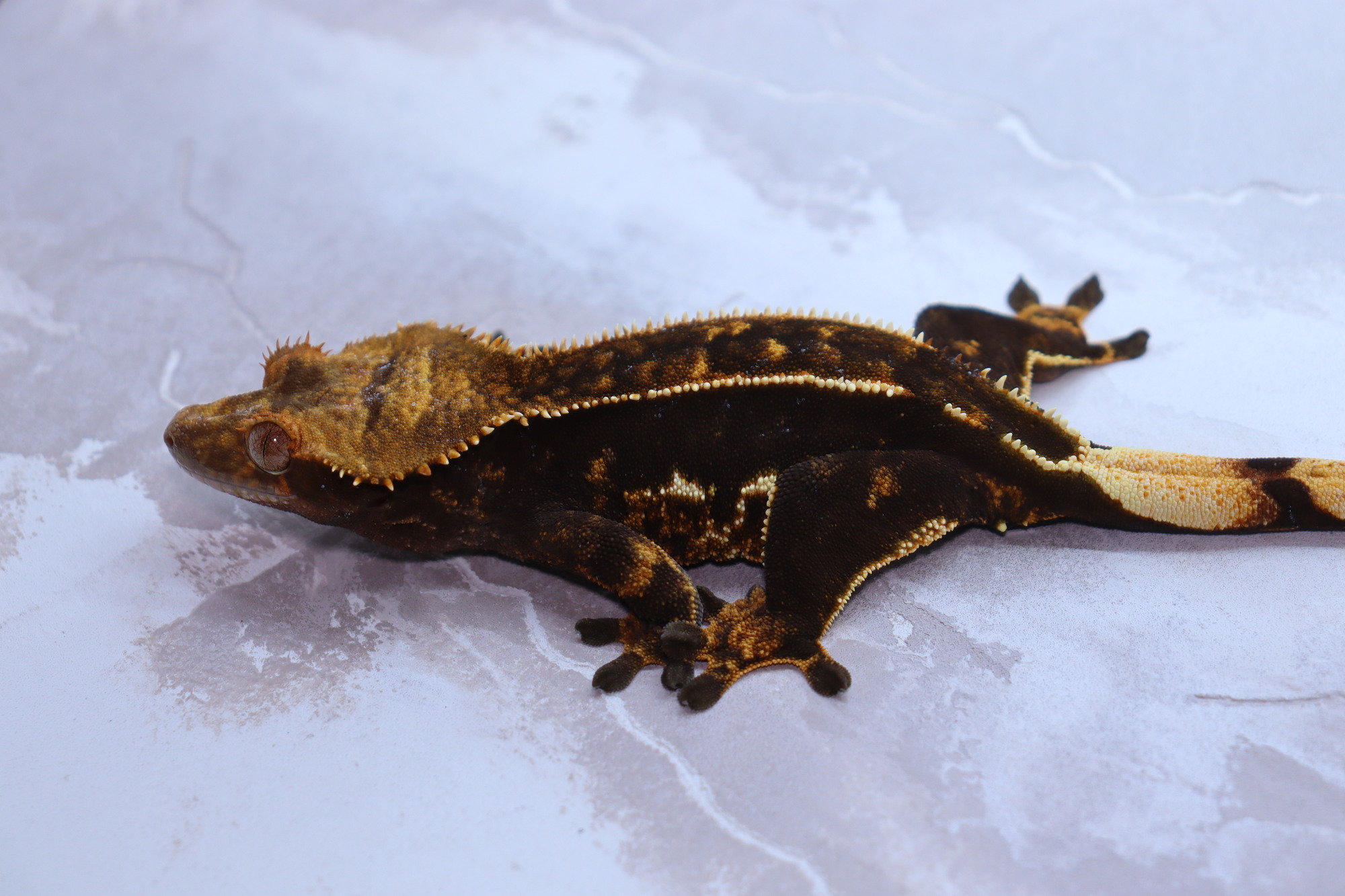 Onyx Normal Quad Dark