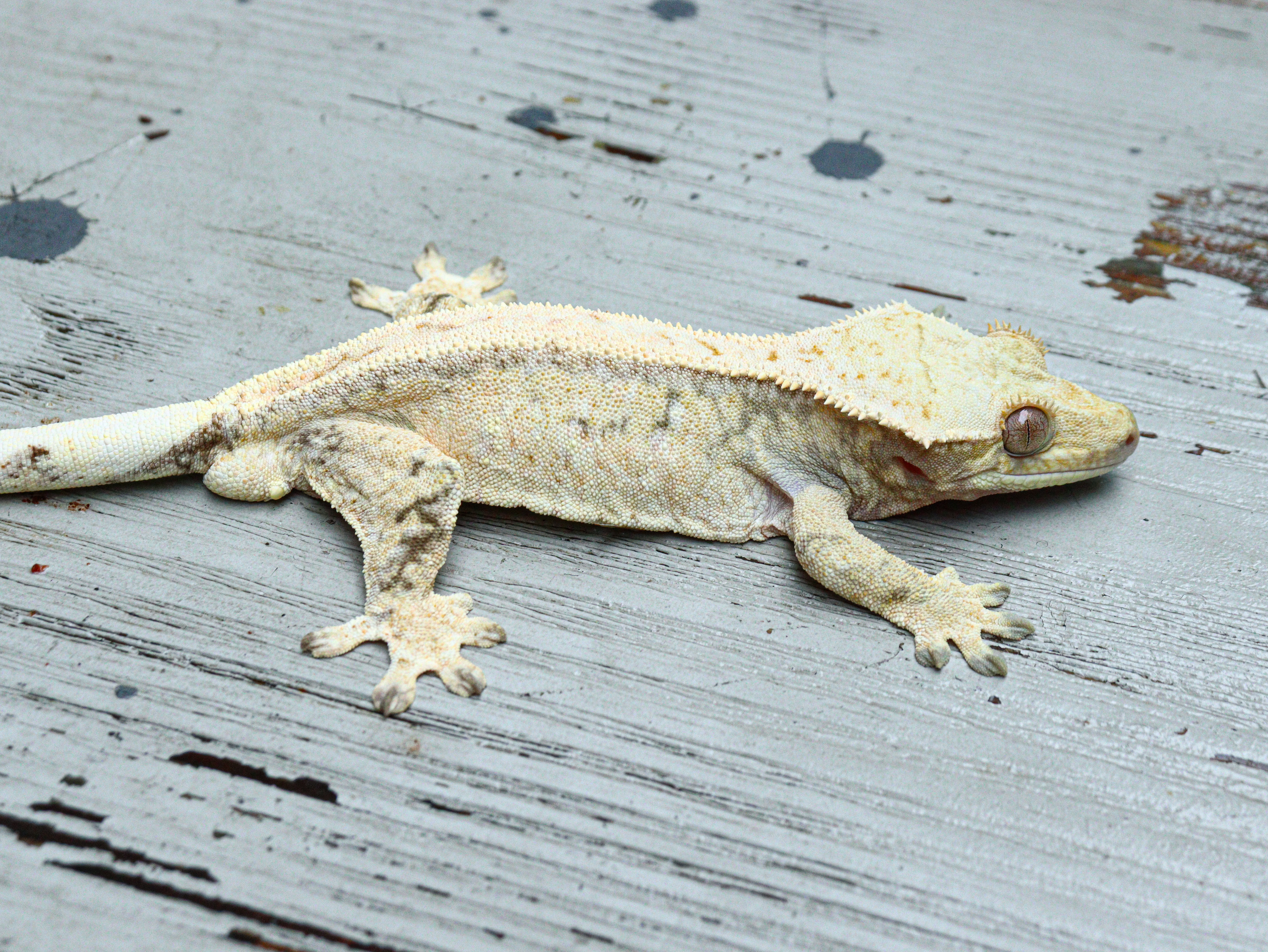 Tri White Drippy White Spot Normal