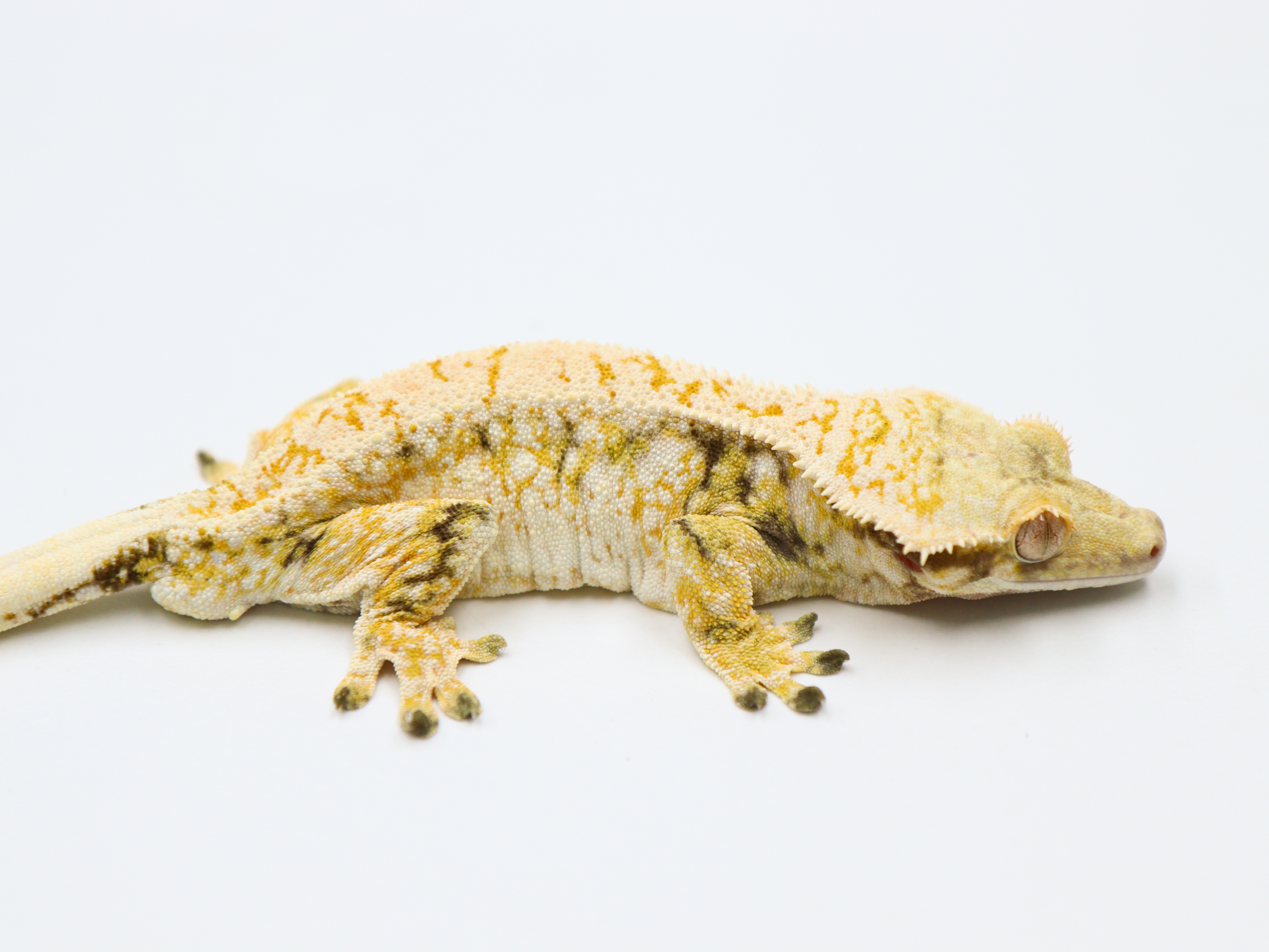 Drippy Extreme Harlequin Normal White Spot