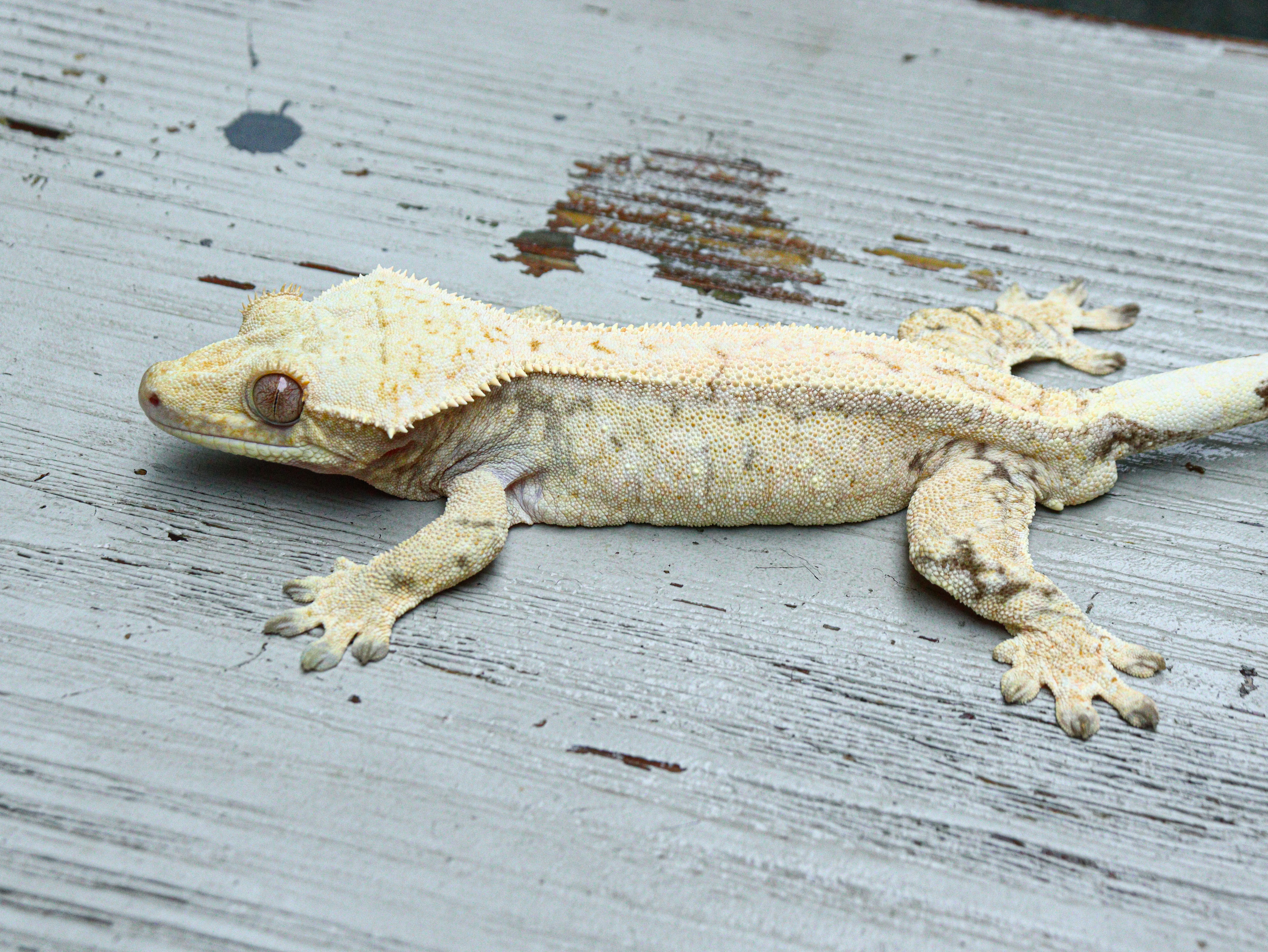 Tri White Drippy White Spot Normal